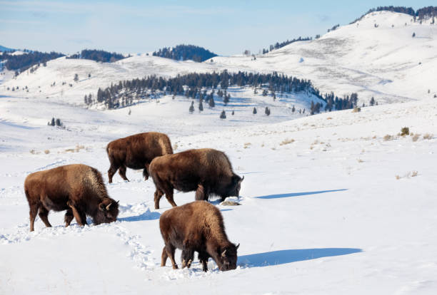 istock Buffalo Herd Grazing in Winter 1208471435