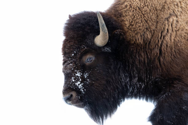 istock Buffalo Close-up in Winter 1208471483