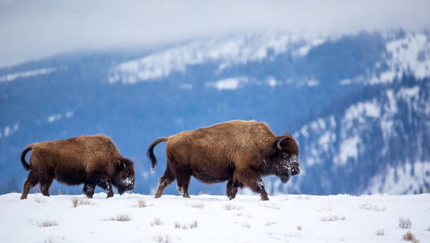 istock Buffalo on a Mountain Ridge in Winter 1208471510