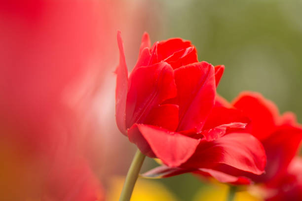 Red tulips on the field. Bright spring flowers