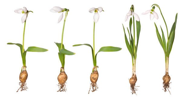 istock Set of snowdrop isolated on white background. Spring flower with roots and bulb. 1208477282