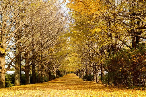 Beautiful romantic walkway ginkgo tree tunnel in the autumn season