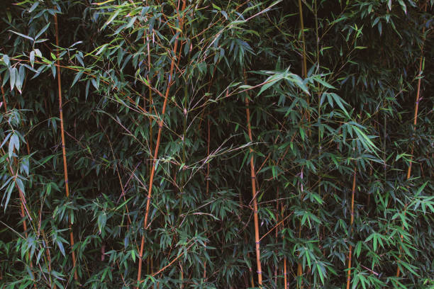 istock Reed grass plant growing outdoors. 1208480090