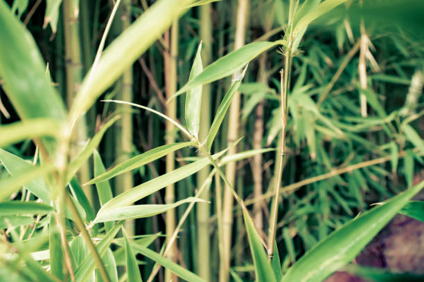 istock Reed grass plant growing outdoors. 1208480093