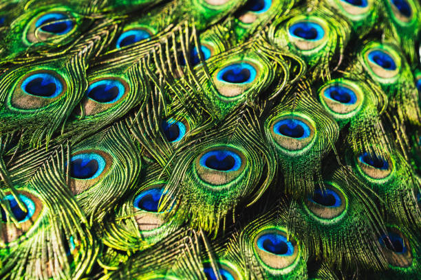 istock Portrait peacock with beautiful colorful feather 1208481338