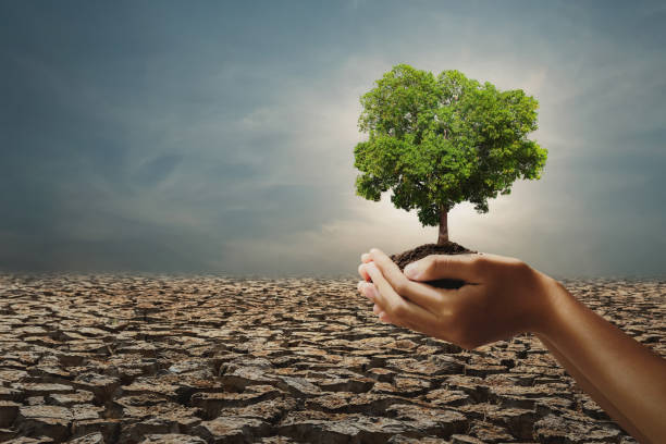 istock hand holding big tree on arid with sunshine background. concept eco 1208481972