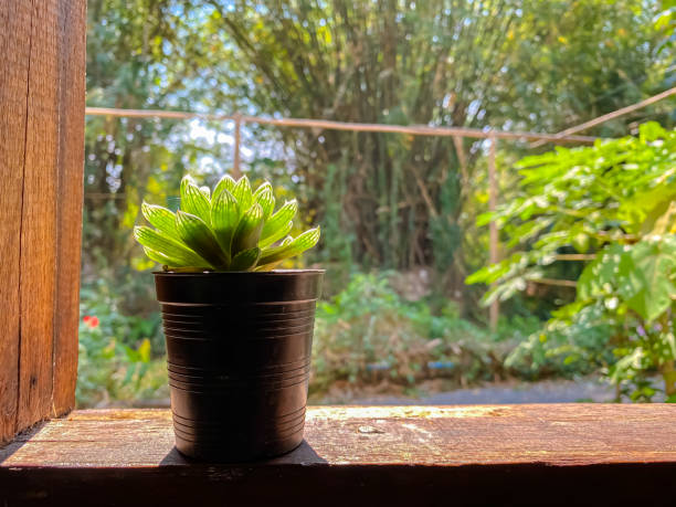 istock Rose cactus at botany with nature background. 1208485250