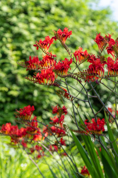 istock Garden Flowers 1208485288