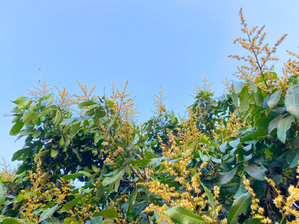 Bunch,mango, flowers,tree,garden,tropical,outdoor,leaf