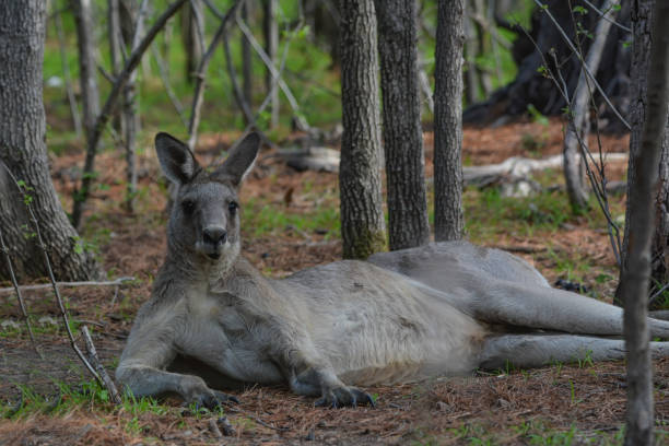 istock Grey Kangaroo in the bushland 1208485516