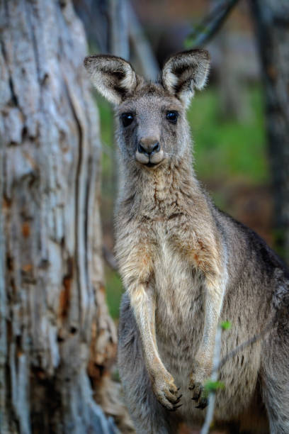 istock Grey Kangaroo joey close up 1208486354