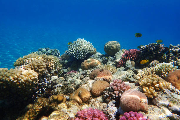 istock coral reef in Red Sea 1208486425
