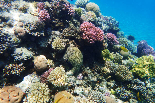 istock coral reef in Red Sea 1208486429