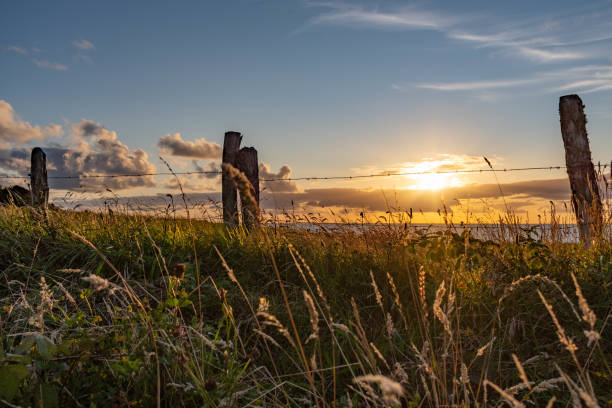 A sunset scene on a meadow with barbed wire fence and pacifico ocean behind, a few clouds and golden grass