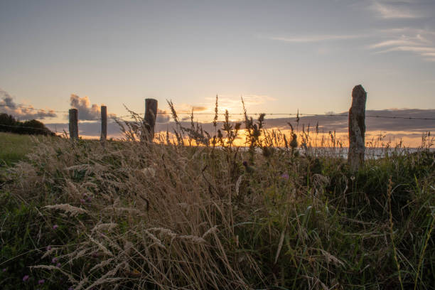 istock Sunset scenery with farm fence and yellow grass 1208487273