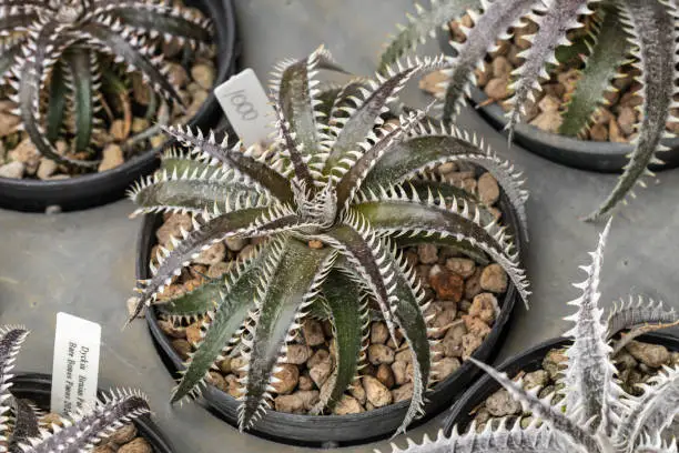 Photo of Selective focus Encholirium plant in the garden.Close up Bromeliad plant or Dyckia hybrid bromeliad on black pot.