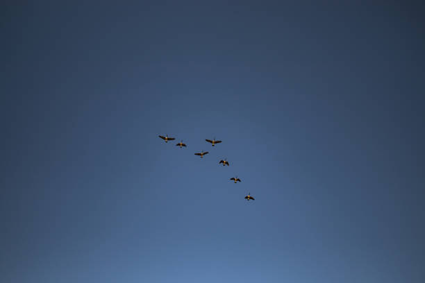 istock Canadian geese flying together 1208492888