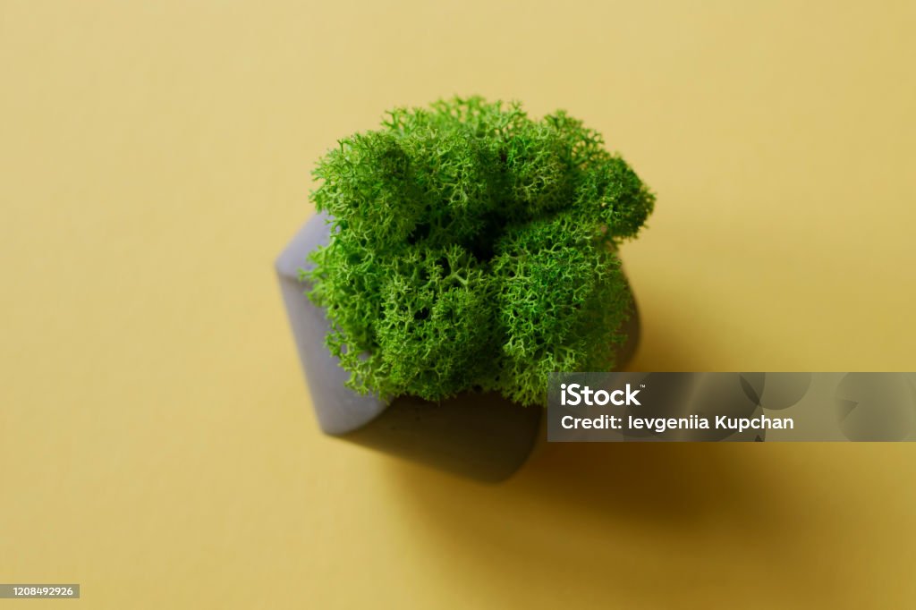 Green moss on a yellow background Miniature green moss in a cement container on a yellow background. Home garden elements for your design. Abstract Stock Photo