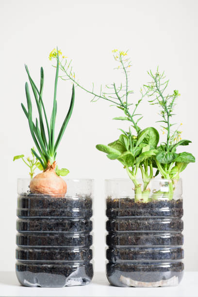 istock Plastic bottles water DIY for planting vegetables plant 1208492993