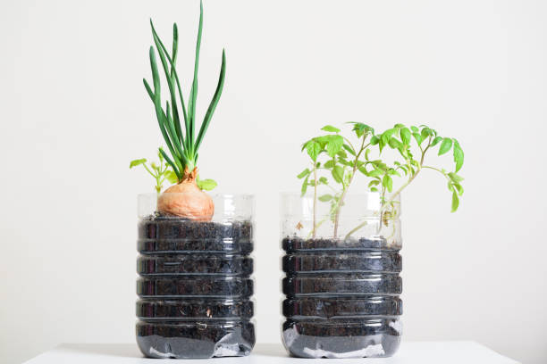 Plastic bottles water DIY for planting vegetables plant