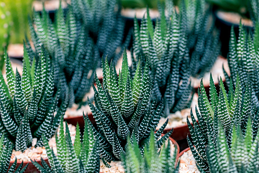 Selective focus Zebra Haworthia Fasciata suculent plant.Cactus and Succulent a hobby plants.