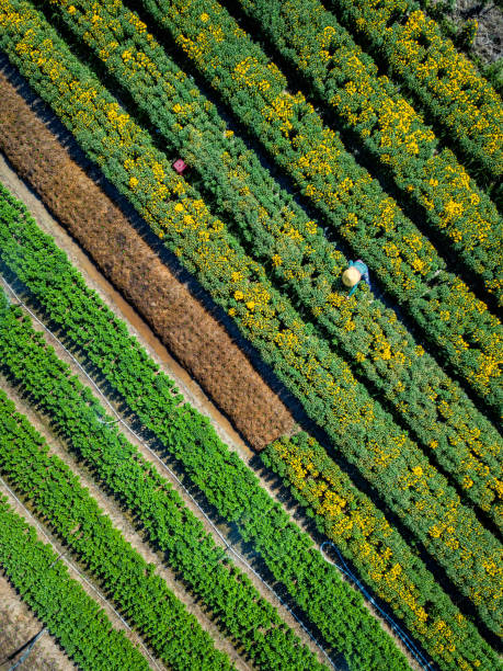 istock Florist in garden 1208495864