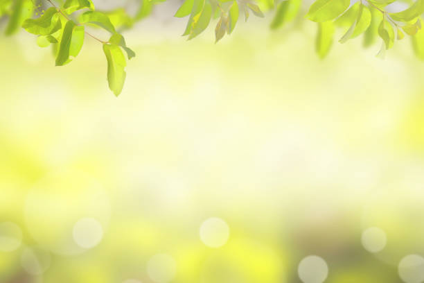 istock Spring background Green leaves on natural backgrounds and copy space 1208496545