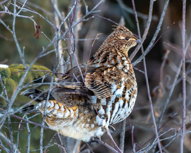 istock Ruffed grouse, Bonasa umbellus 1208496560