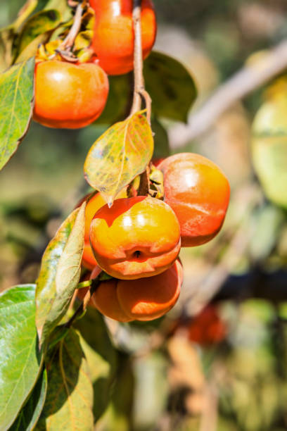 istock Delicious ripe persimmons in the orchard 1208497346