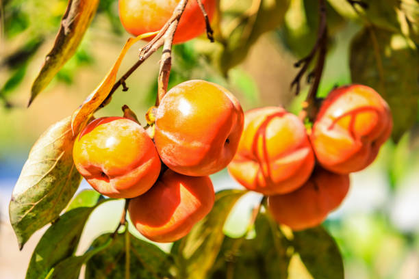 istock Delicious ripe persimmons in the orchard 1208497387