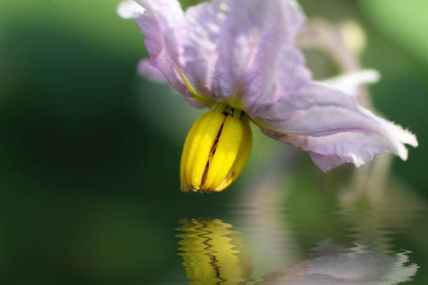 potato flower