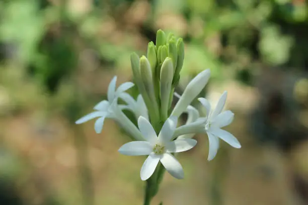 Photo of close up of tuberose rajnigandha flower with soft background
