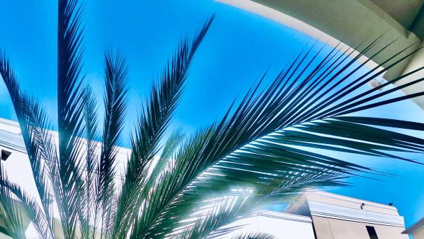 istock coconut palm close up / cocos nucifera 1208497582