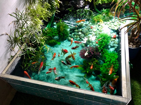 Stock photo brightly coloured red, white and black carp fish, including fantail goldfish, shubunkins, comets, red cap orandas, calico orandas, butterfly koi. The pond has been treated with Methylene Blue (Methylthioninium chloride) as an anti-fungal and anti-parasitic medication.