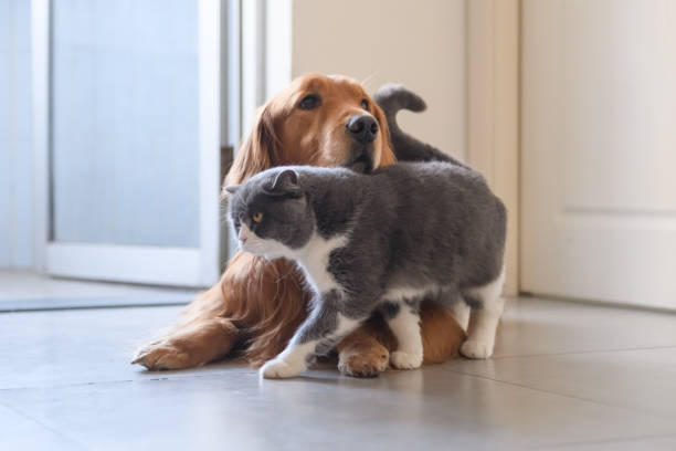 istock British shorthair and golden retriever 1208498485
