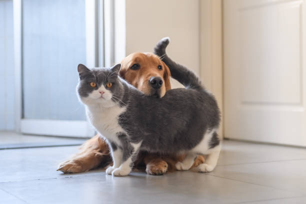 istock British shorthair and golden retriever 1208498487