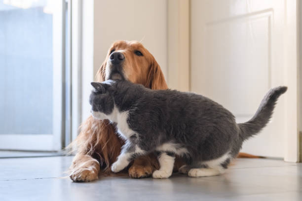 istock British shorthair and golden retriever 1208498497