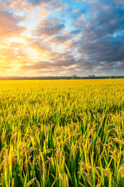 Field of ripe rice at dusk