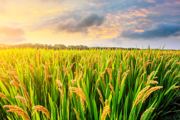 istock Field of ripe rice at dusk 1208500446