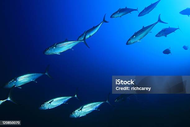 Gotowy Tuna - zdjęcia stockowe i więcej obrazów Ławica ryb - Ławica ryb, Tuńczyk - zwierzę, Makrela
