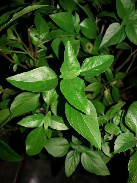 istock night photo of Thai basil aromatic herb seedling 1208500762