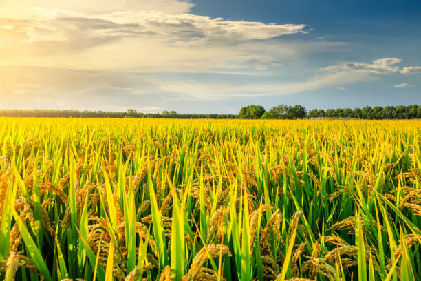 istock Field of ripe rice at dusk 1208501410