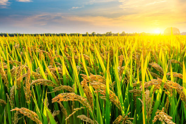 istock Field of ripe rice at dusk 1208501712