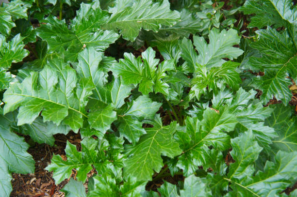 Acanthus mollis or bear's breeches green foliage background stock photo