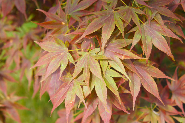 istock Acer palmatum or palmate maple green and red foliage 1208502416