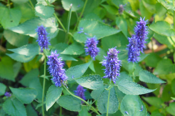 Agastache foeniculum or anise hyssop plant Agastache foeniculum or anise hyssop plant agastache stock pictures, royalty-free photos & images