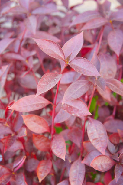 istock Alternanthera purple knight foliage background vertical 1208502473