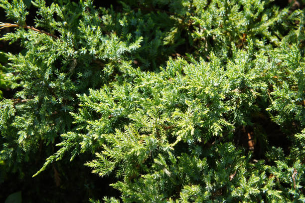 Juniperus squamata holger flaky juniper green plant Juniperus squamata holger flaky juniper green plant squamata stock pictures, royalty-free photos & images