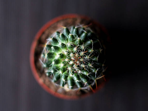 istock Cactus in a pot in the interior 1208503558