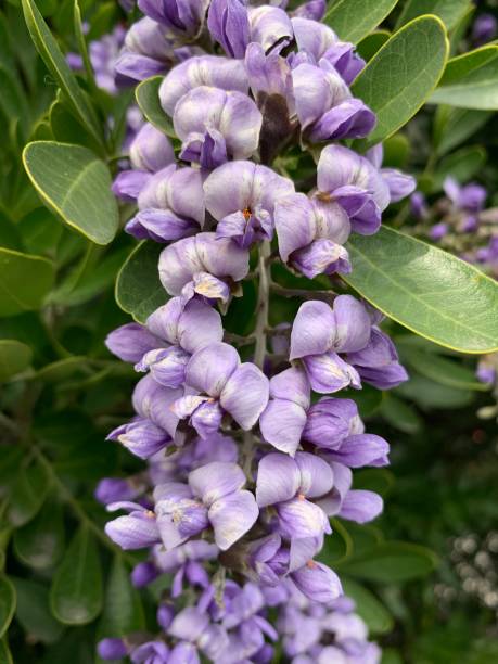 istock Mountain laurel purple flowers 1208504196